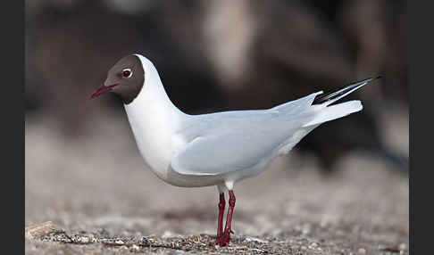 Lachmöwe (Larus ridibundus)