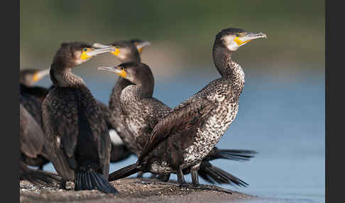 Kormoran (Phalacrocorax carbo)