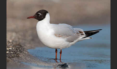 Lachmöwe (Larus ridibundus)