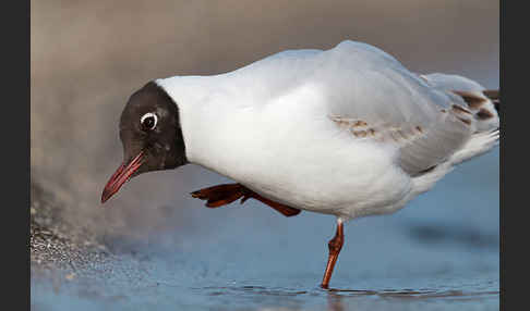 Lachmöwe (Larus ridibundus)