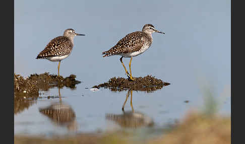 Bruchwasserläufer (Tringa glareola)