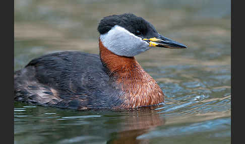 Rothalstaucher (Podiceps grisegena)