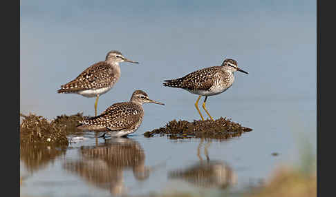 Bruchwasserläufer (Tringa glareola)