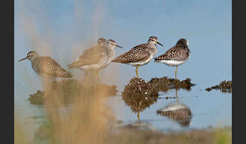 Bruchwasserläufer (Tringa glareola)