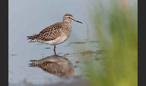 Bruchwasserläufer (Tringa glareola)