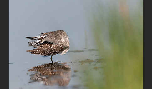 Bruchwasserläufer (Tringa glareola)