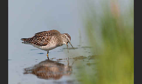 Bruchwasserläufer (Tringa glareola)