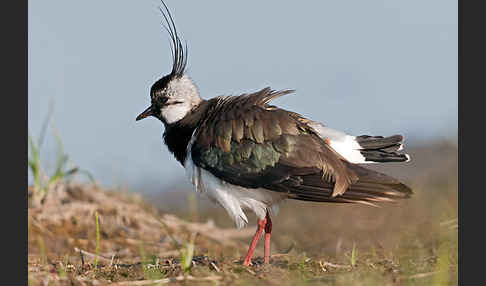 Kiebitz (Vanellus vanellus)