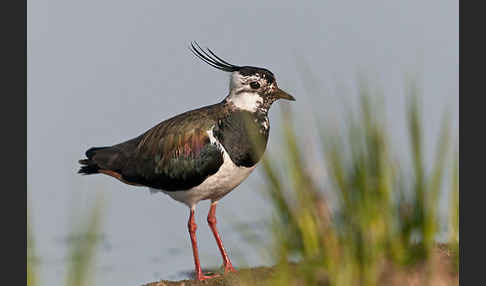 Kiebitz (Vanellus vanellus)