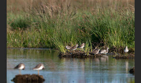 Bruchwasserläufer (Tringa glareola)