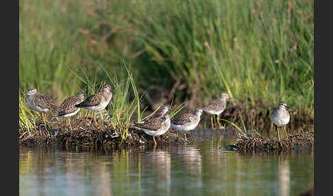 Bruchwasserläufer (Tringa glareola)