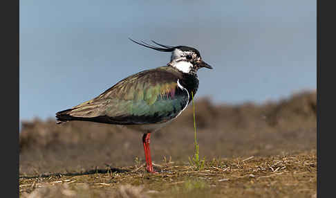 Kiebitz (Vanellus vanellus)