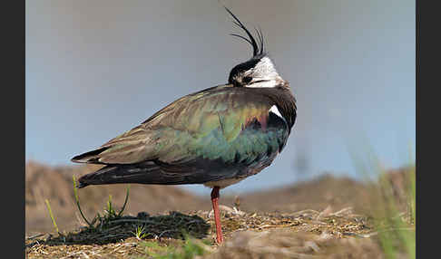 Kiebitz (Vanellus vanellus)