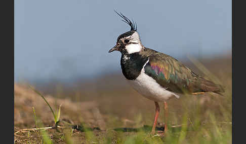 Kiebitz (Vanellus vanellus)