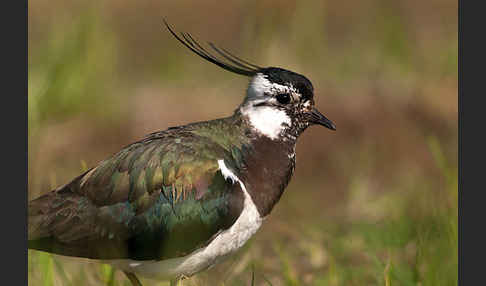 Kiebitz (Vanellus vanellus)