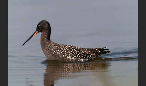 Dunkler Wasserläufer (Tringa erythropus)