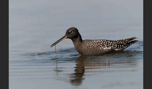 Dunkler Wasserläufer (Tringa erythropus)