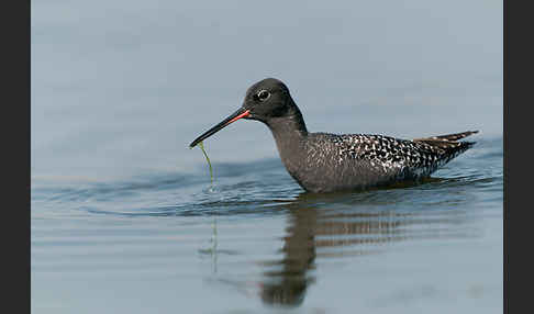 Dunkler Wasserläufer (Tringa erythropus)