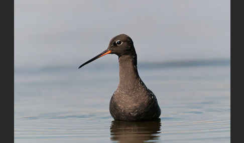 Dunkler Wasserläufer (Tringa erythropus)