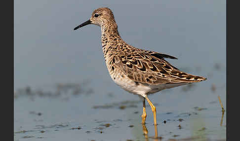 Kampfläufer (Philomachus pugnax)