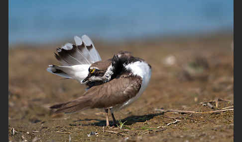 Flußregenpfeifer (Charadrius dubius)