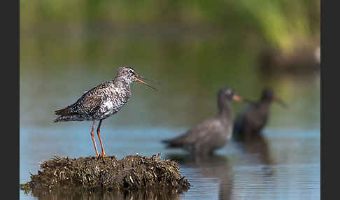 Dunkler Wasserläufer (Tringa erythropus)