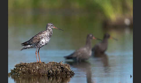 Dunkler Wasserläufer (Tringa erythropus)