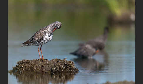 Dunkler Wasserläufer (Tringa erythropus)