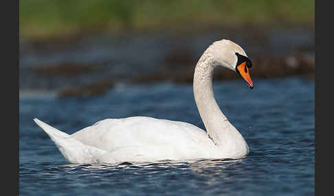 Höckerschwan (Cygnus olor)