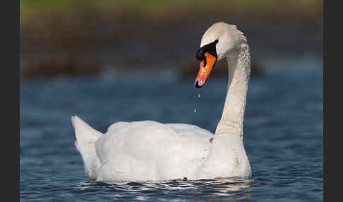 Höckerschwan (Cygnus olor)