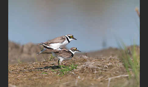 Flußregenpfeifer (Charadrius dubius)