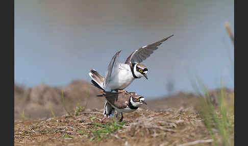 Flußregenpfeifer (Charadrius dubius)