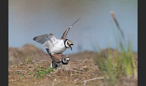 Flußregenpfeifer (Charadrius dubius)