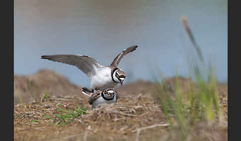 Flußregenpfeifer (Charadrius dubius)