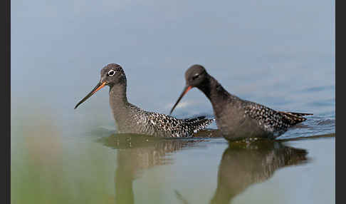 Dunkler Wasserläufer (Tringa erythropus)