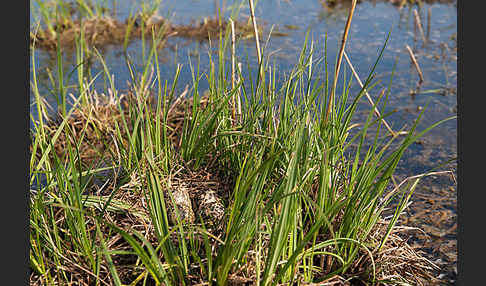 Kiebitz (Vanellus vanellus)