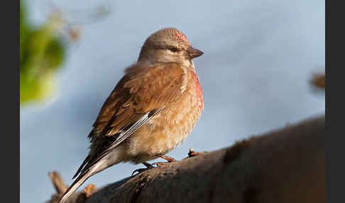 Bluthänfling (Acanthis cannabina)