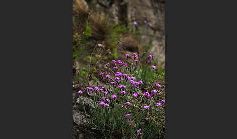 Pfingst-Nelke (Dianthus gratianopolitanus)