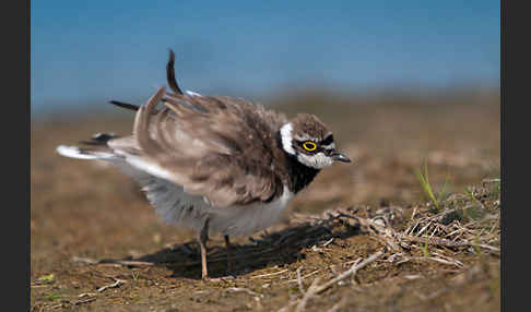 Flußregenpfeifer (Charadrius dubius)