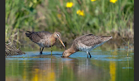 Uferschnepfe (Limosa limosa)