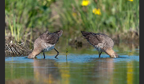 Uferschnepfe (Limosa limosa)