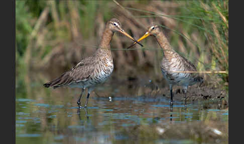 Uferschnepfe (Limosa limosa)