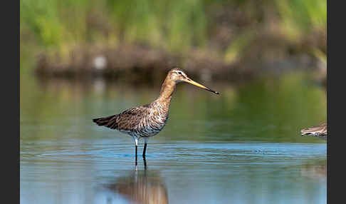 Uferschnepfe (Limosa limosa)