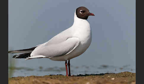 Lachmöwe (Larus ridibundus)