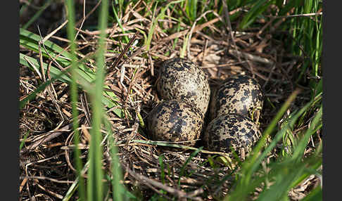 Kiebitz (Vanellus vanellus)