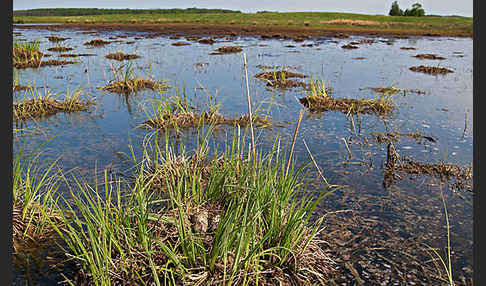 Kiebitz (Vanellus vanellus)