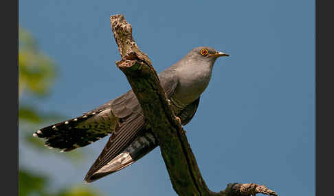 Kuckuck (Cuculus canorus)