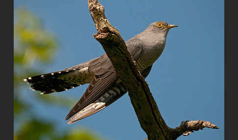 Kuckuck (Cuculus canorus)