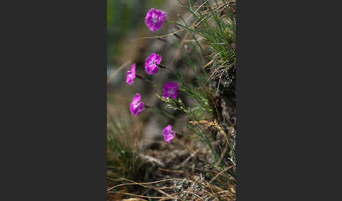 Pfingst-Nelke (Dianthus gratianopolitanus)