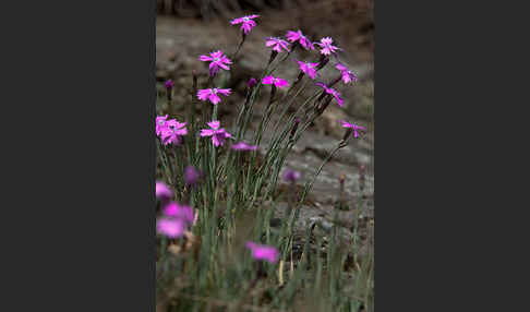 Pfingst-Nelke (Dianthus gratianopolitanus)